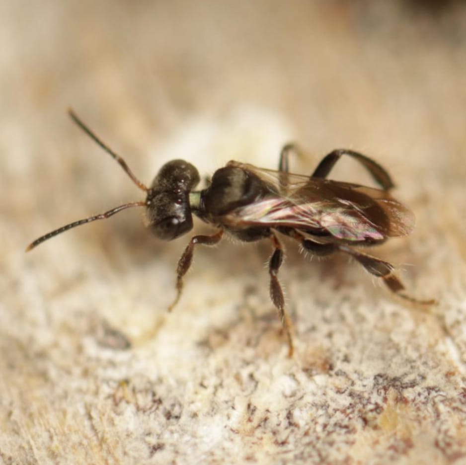 Trigonisca sp